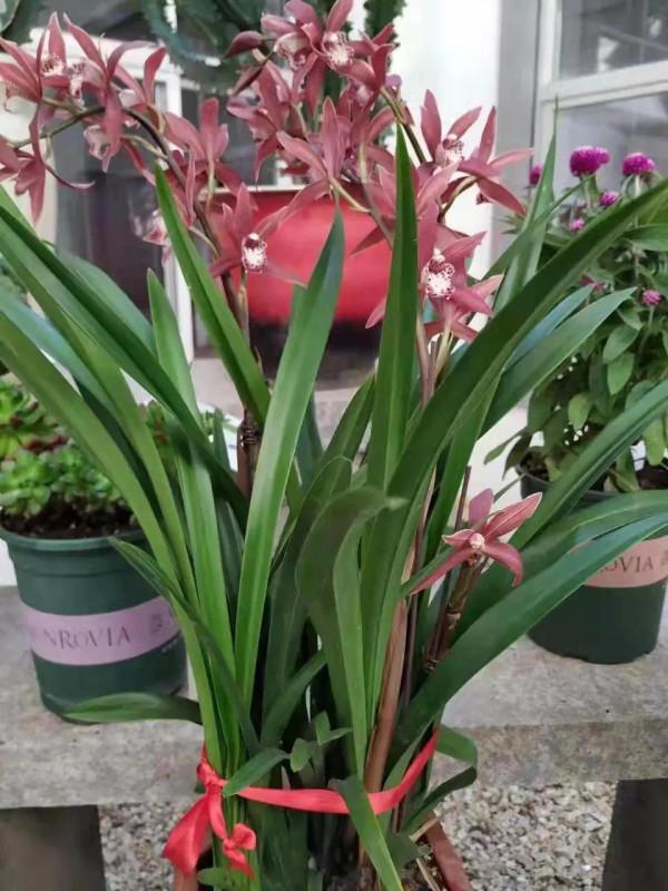 綠園盆景題詩集「推薦」 綠園盆景題詩集「推薦」