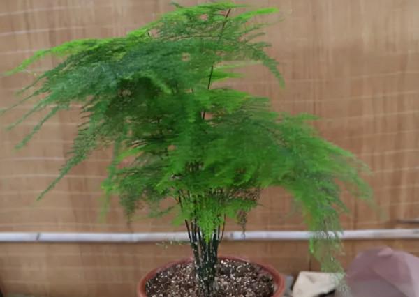 文竹始終養不好？改變“方法”養養看，黃葉不再有，油綠又茂盛