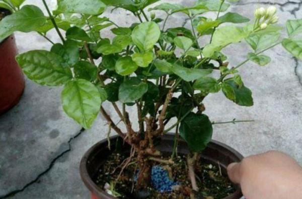 茉莉冬天怎麼養？做好4件事，來年花枝長得多