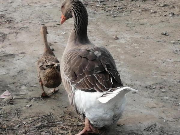 紅草與黃鴨大灰鵝 紅草與黃鴨大灰鵝