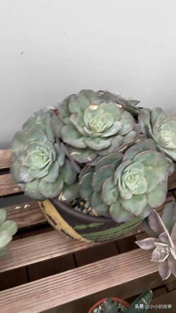 入冬的多肉 入冬的多肉