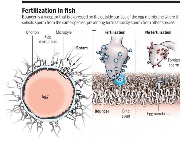 太空受孕實驗：美俄究竟有沒有做過？失重狀態的影響到底有多大？