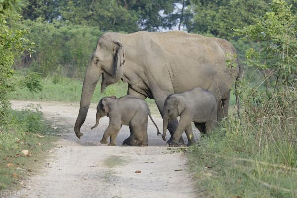 野外遭遇成年野象,如何才能逃生?記住這6點技巧,緊急時能保命 野外遭遇成年野象,如何才能逃生?記住這6點技巧,緊急時能保命
