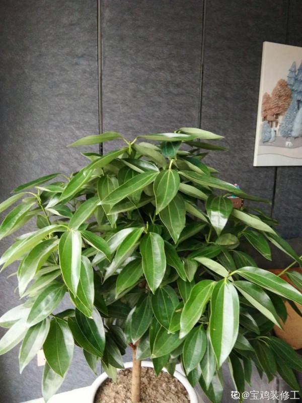 客廳養好樹，子孫一直富，8種樹養在家，鎮宅有安全感