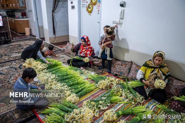 伊朗冬日波斯水仙盛開