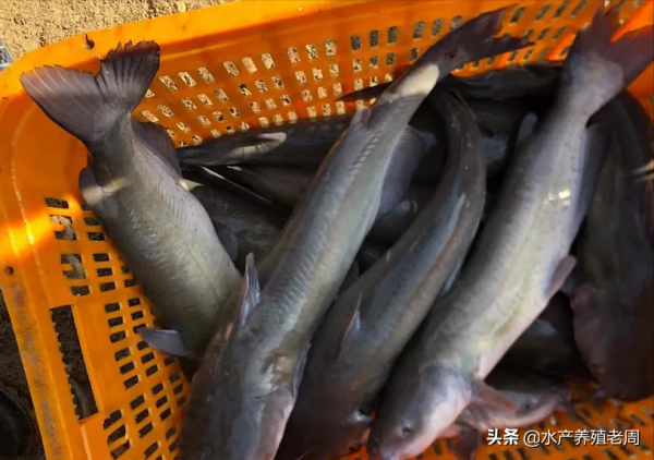 鱖魚鮰魚猛漲1塊5，黃骨有漲有跌，鱸魚穩黑魚跌！新年有驚喜嗎