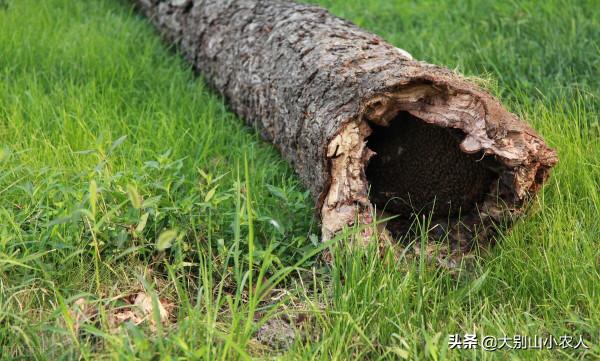 300斤東北虎被邊檢民警嚇跑2次！深山遇猛虎，3招叫老虎乖乖回家