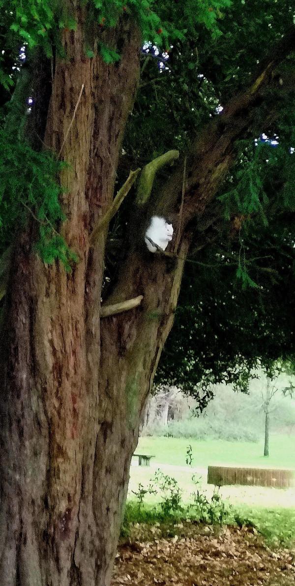 可愛的白色小精靈