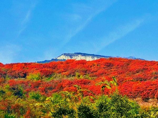 博山金秋紅葉美