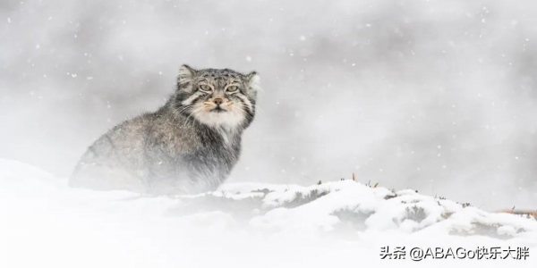 西藏雪豹的詩意凝視,一部非凡的野生動物紀錄片 西藏雪豹的詩意凝視,一部非凡的野生動物紀錄片