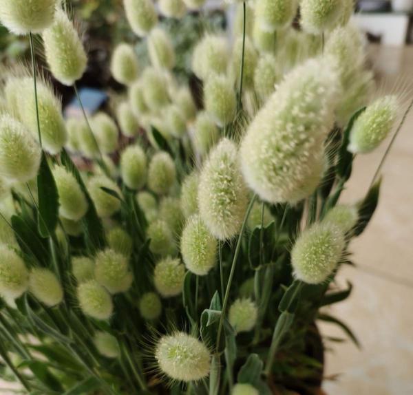 路邊的蒲公英，比拳頭還大，太可愛了