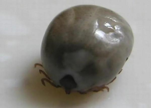 如果你家裡的牛身上突然出現幾十上百隻的牛蜱,你要怎麼做呢? 如果你家裡的牛身上突然出現幾十上百隻的牛蜱,你要怎麼做呢?