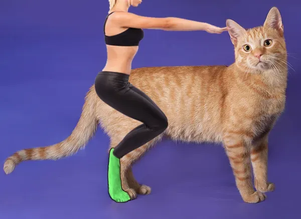 萌科普：10個關於貓爪子的冷知識