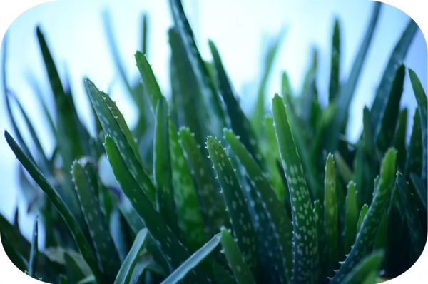 2塊錢，奪走了我家貓的命