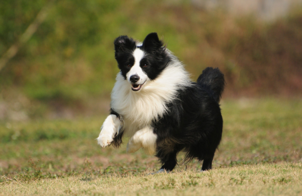 最新統計:國內最多人養的5種狗,你家的上榜了嗎? 最新統計:國內最多人養的5種狗,你家的上榜了嗎?