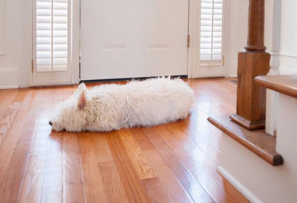 回家看到狗子蹲在門口,以為它想我,是我自作多情了 回家看到狗子蹲在門口,以為它想我,是我自作多情了