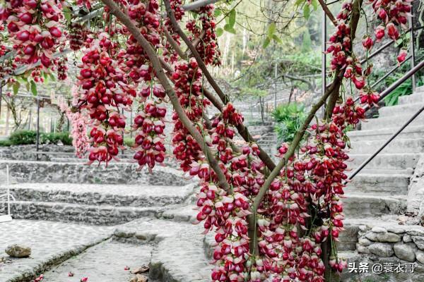 高州仙人洞景區禾雀花開啦!一年春景莫錯過,醉是花開好看時 高州仙人洞景區禾雀花開啦!一年春景莫錯過,醉是花開好看時