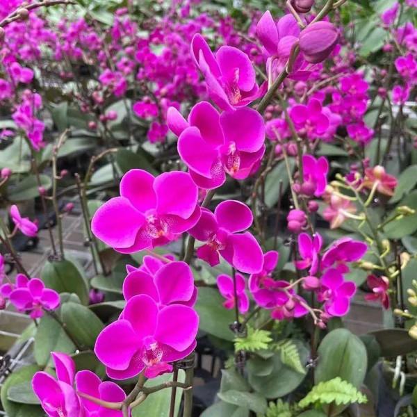 5種“漂亮花”，冬天價值大，趕快帶回家，花枝招展“好兆頭”