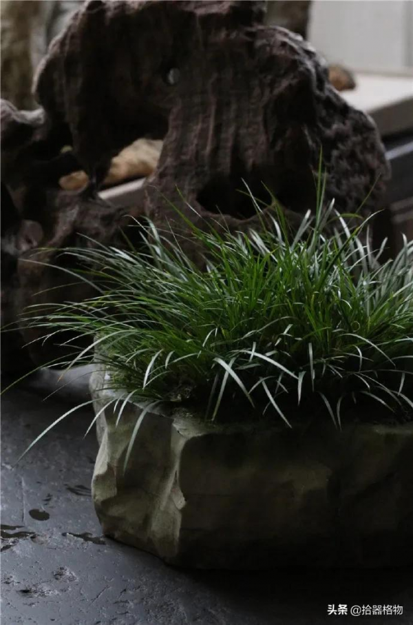 王大濛：鑿盆種蒲