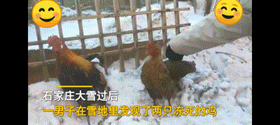 沒有房子的愛情！兩隻雞路邊“談戀愛”被凍僵，網友帶回家燉蘑菇