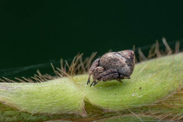 養花換下來的舊土別扔，加4種東西，比新土還好用