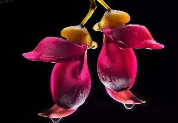 分享圖片&mdash;&mdash;罕見稀有的花卉