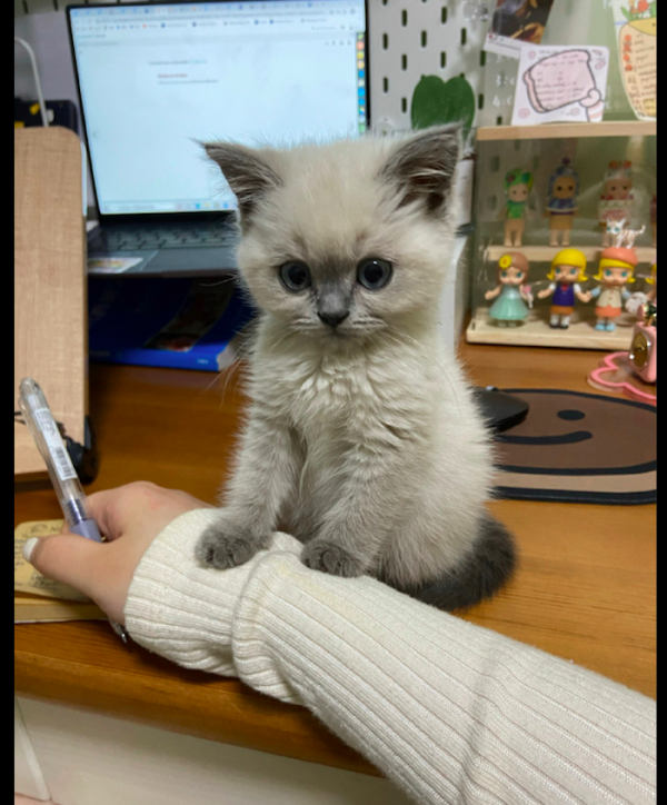 主人工作沒理貓咪,它試探性地把爪子放在胳膊上:你不愛我了嗎? 主人工作沒理貓咪,它試探性地把爪子放在胳膊上:你不愛我了嗎?