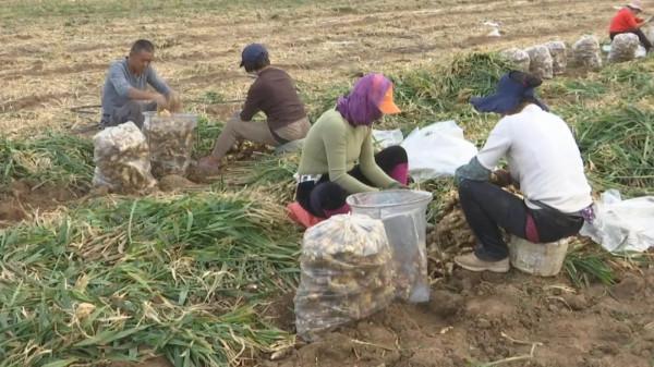 生薑滯銷,誰來幫忙找銷路? 生薑滯銷,誰來幫忙找銷路?