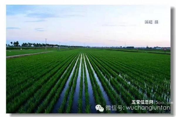 這是五常最美的夏日