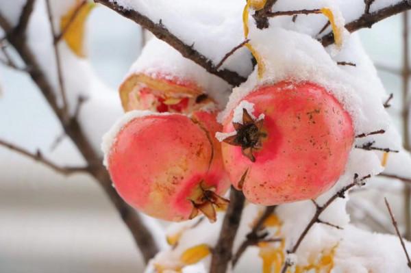 國學成語故事（41）叢林社會弱國無外交之畏首畏尾抑或鋌而走險