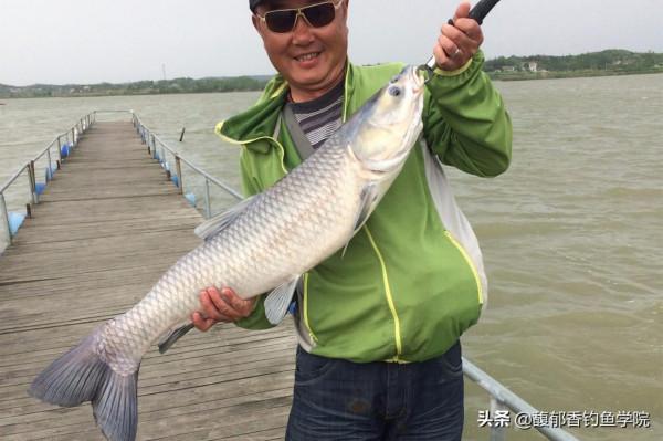 釣青魚時如何誘魚進窩？哪種味型的窩料誘魚效果好？