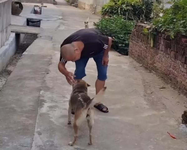 江西95歲老人住院，養了11年的狗狗無人餵養，好心鄰居敲門投餵