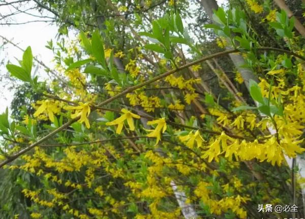 18種常見的先花後葉植物集錦 18種常見的先花後葉植物集錦