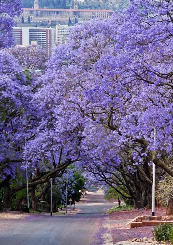 100種常見植物圖鑑,出門識花不再難,適合給小孩子做科普範文 100種常見植物圖鑑,出門識花不再難,適合給小孩子做科普範文