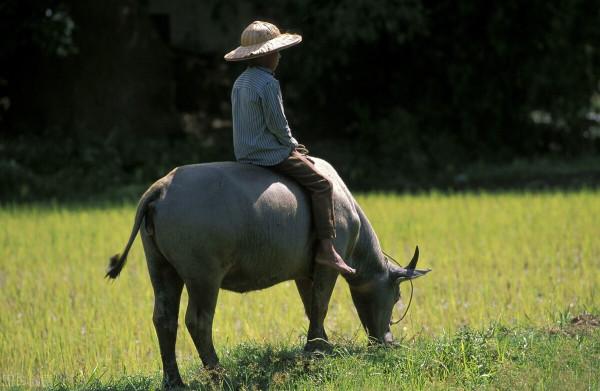 我對農村有感情等我老了 回農村養老 我對農村有感情等我老了 回農村養老