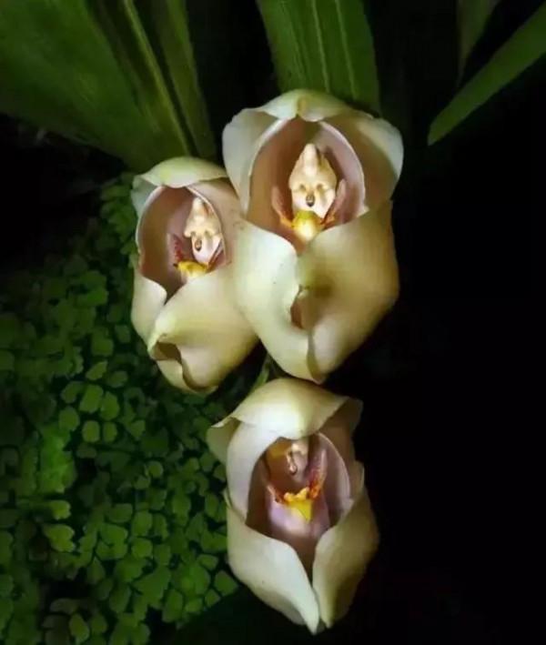 世界上100種奇花，你見過的有哪些