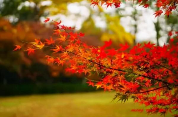 《論語》：守住人生的根本，立足於紛繁的社會