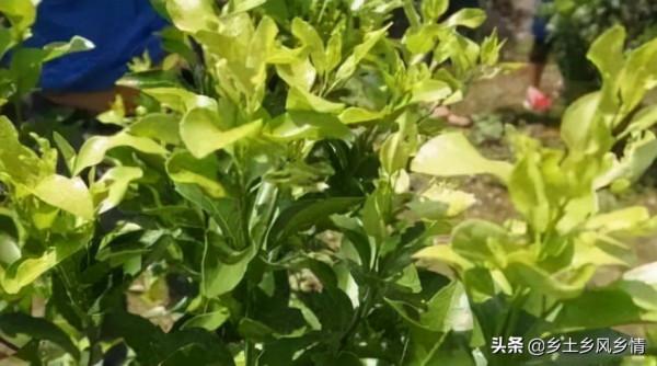 葉子黃缺什麼肥料?主要是缺這五類肥,對症施肥才是正確的做法 葉子黃缺什麼肥料?主要是缺這五類肥,對症施肥才是正確的做法