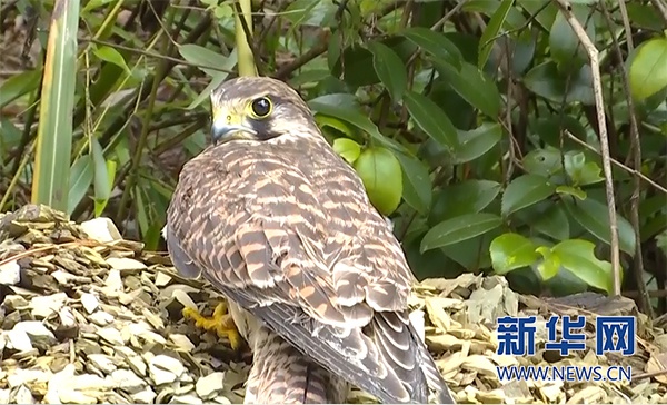 新華網：保護生物多樣性｜武陵山自然保護區成為珍稀野生動物家園