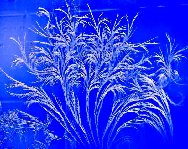 盛開在冬日窗欞上的冰窗花