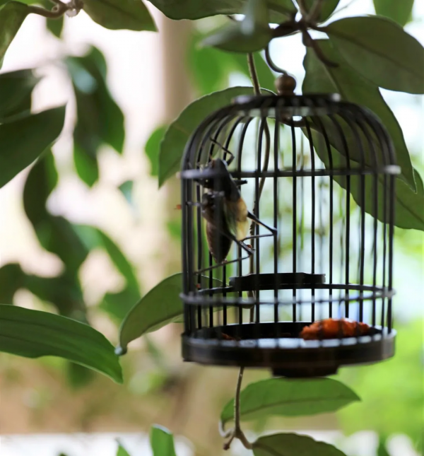沒有花園怎麼種花？從東北到廣東，4位大神在室內種出植物園