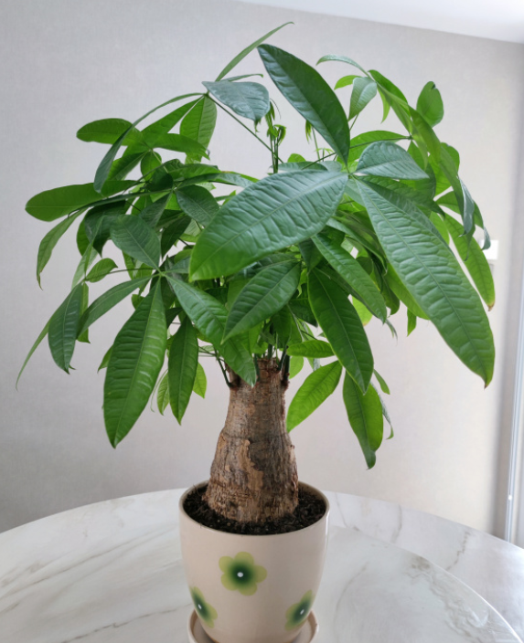 養髮財樹有“4大忌”，輕則會黃葉，重則會爛根