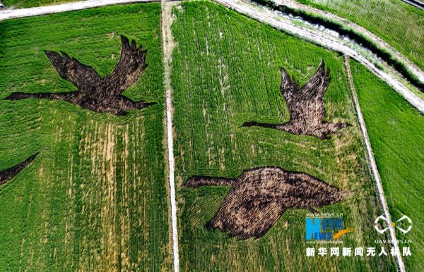 甘肅張掖：當農業“邂逅”藝術