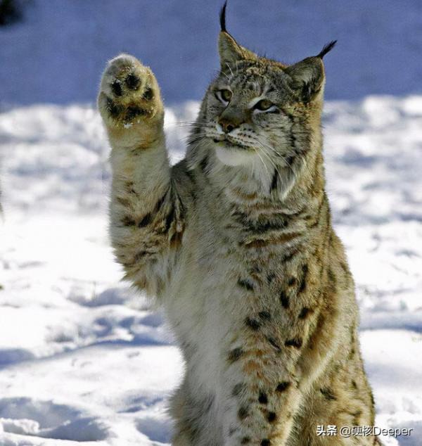 貓科動物誰最能打?在地球野區,顏值即戰鬥力 貓科動物誰最能打?在地球野區,顏值即戰鬥力