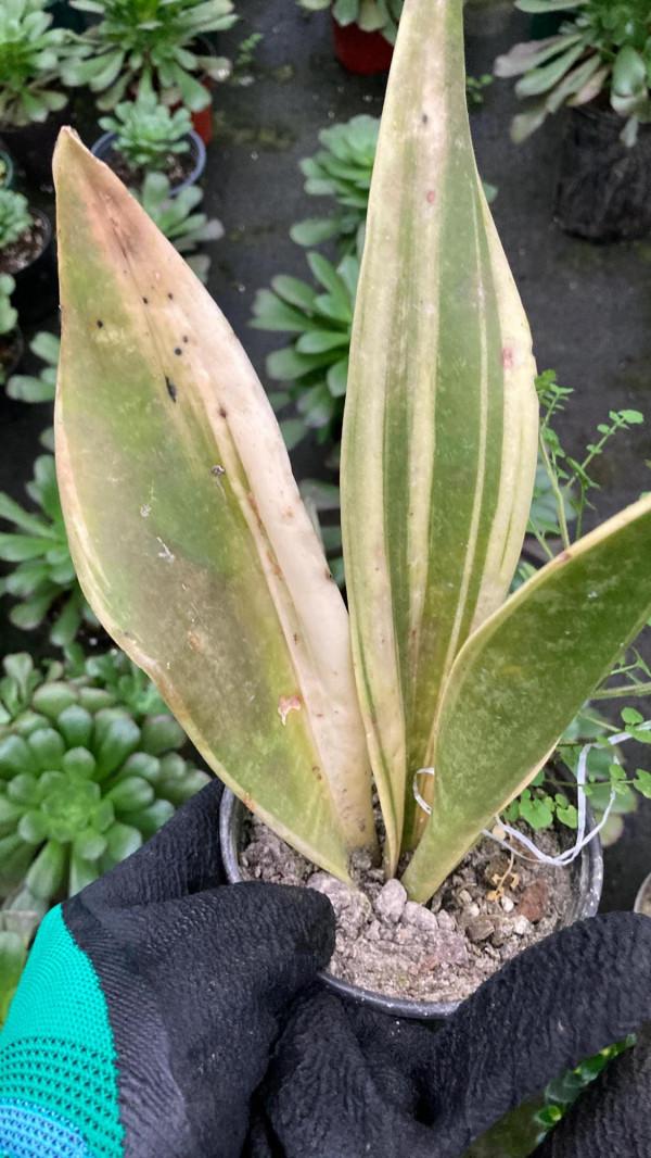 冬季花市最常見的植物哪些怕冷？這裡總結了十多種，你養過嗎