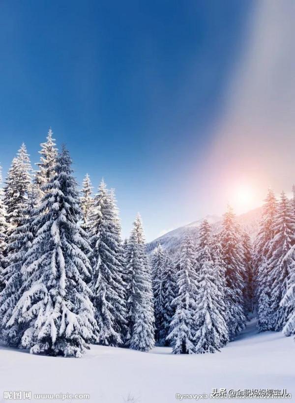 分享——雪松美景