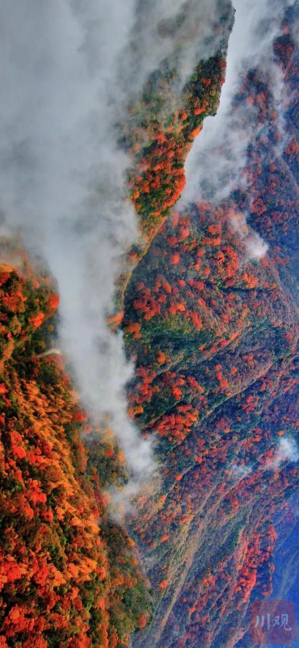 秋天最美的約定 光霧山的紅葉又紅啦