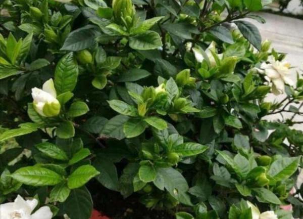 5種漂亮花，冬天放在陽光下養，春天長得旺，開花多