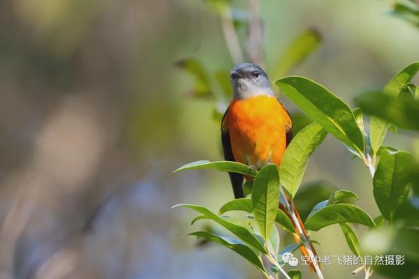 府山的彩色“小辣椒”