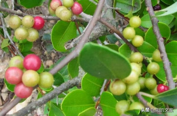 童年回憶中的10種野果,現在越來越少了,你還記得幾種呢? 童年回憶中的10種野果,現在越來越少了,你還記得幾種呢?